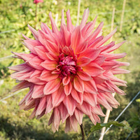 Belle of Barmera Dahlia