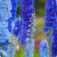 Belladonna Mix – Delphinium Seed