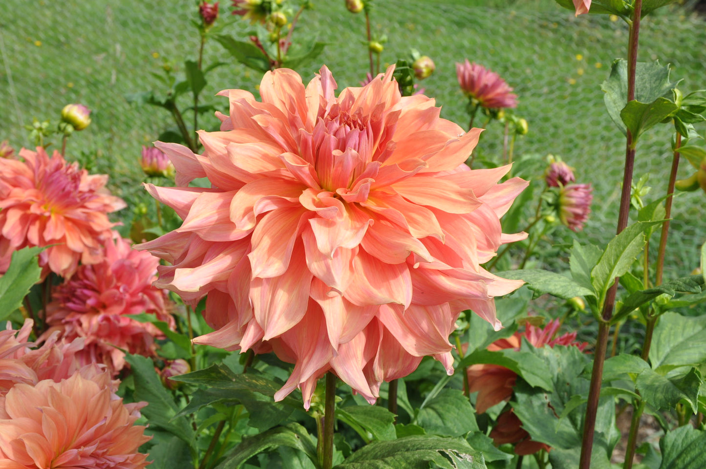 Belle of Barmera Dahlia