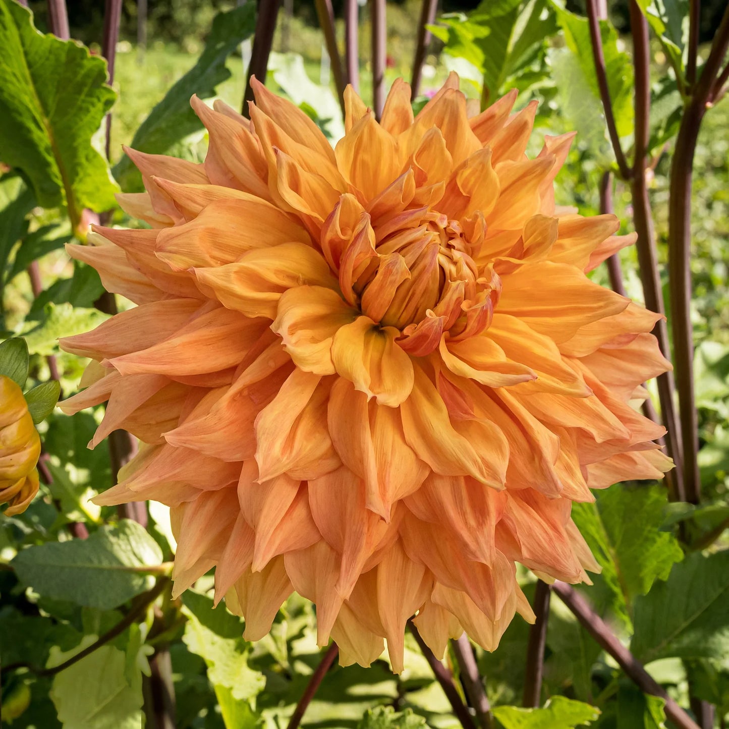 Ben Huston Dahlia