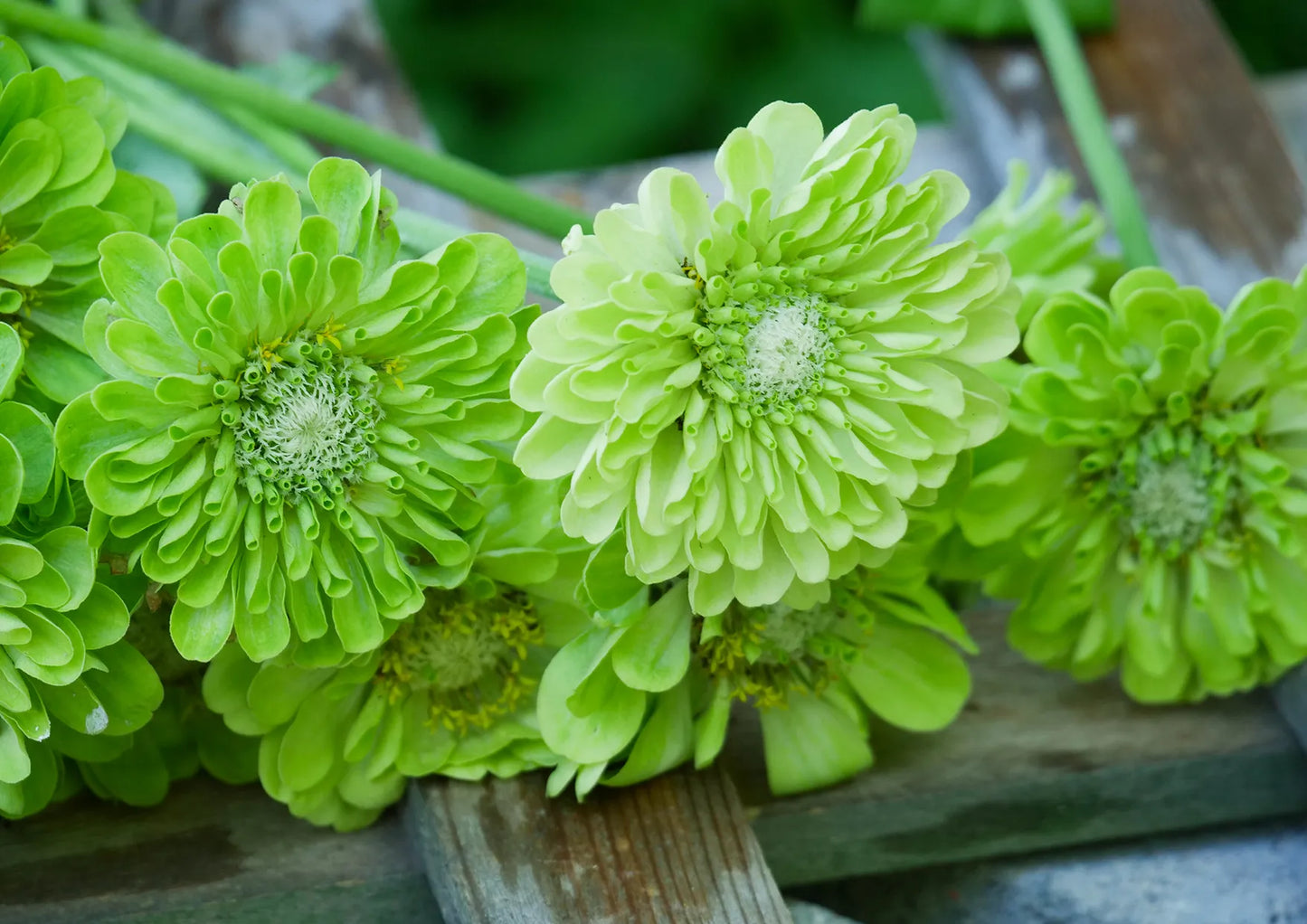 Benary’s Giant Lime – Zinnia Seed