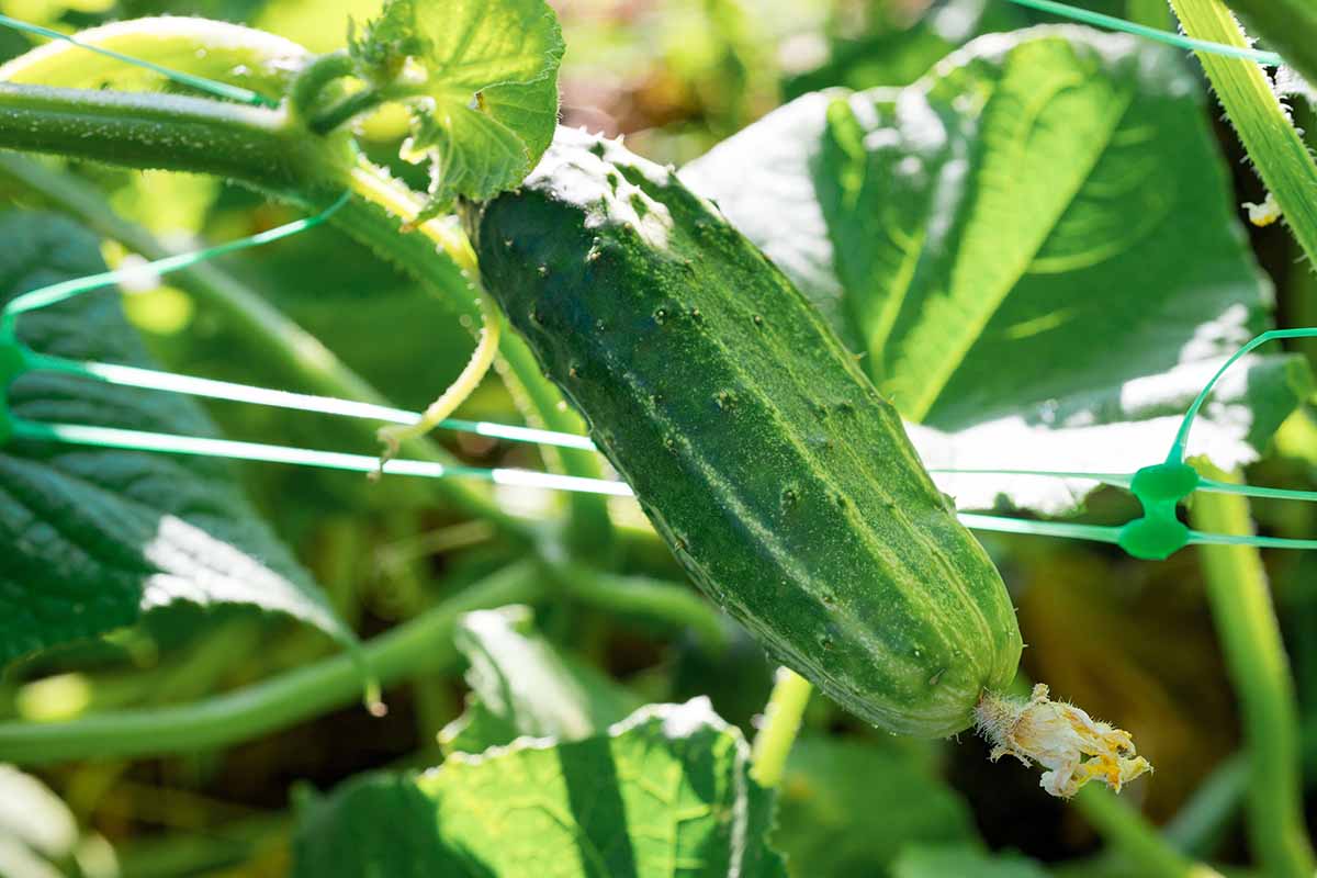 Cucumber- Paris Pickling