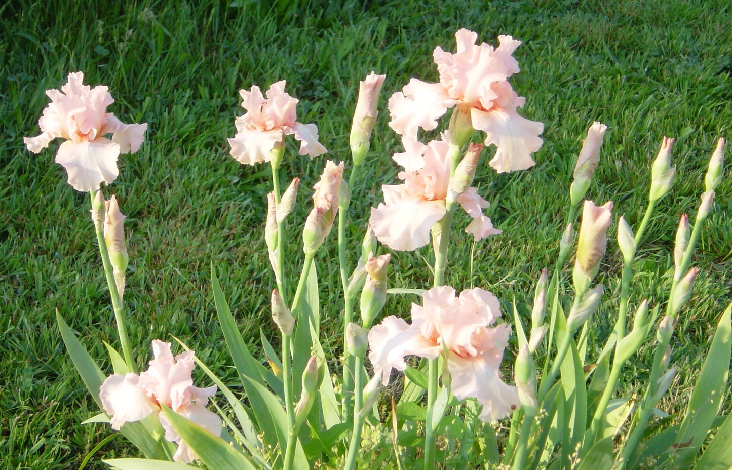 Beverly Sills Bearded Reblooming Iris Seeds