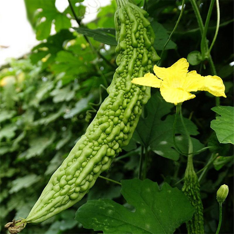 Bitter Melon Seeds Virgo Sementes Long Balsam Pear Seeds