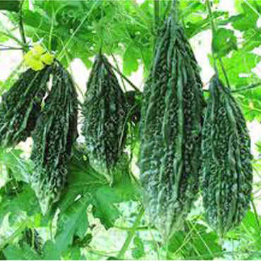 Bitter Gourd Summer Special Vegetable Seeds