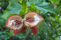 Colorful Annatto Seed for Natural Dye seeds