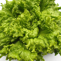 Lettuce- Black Seeded