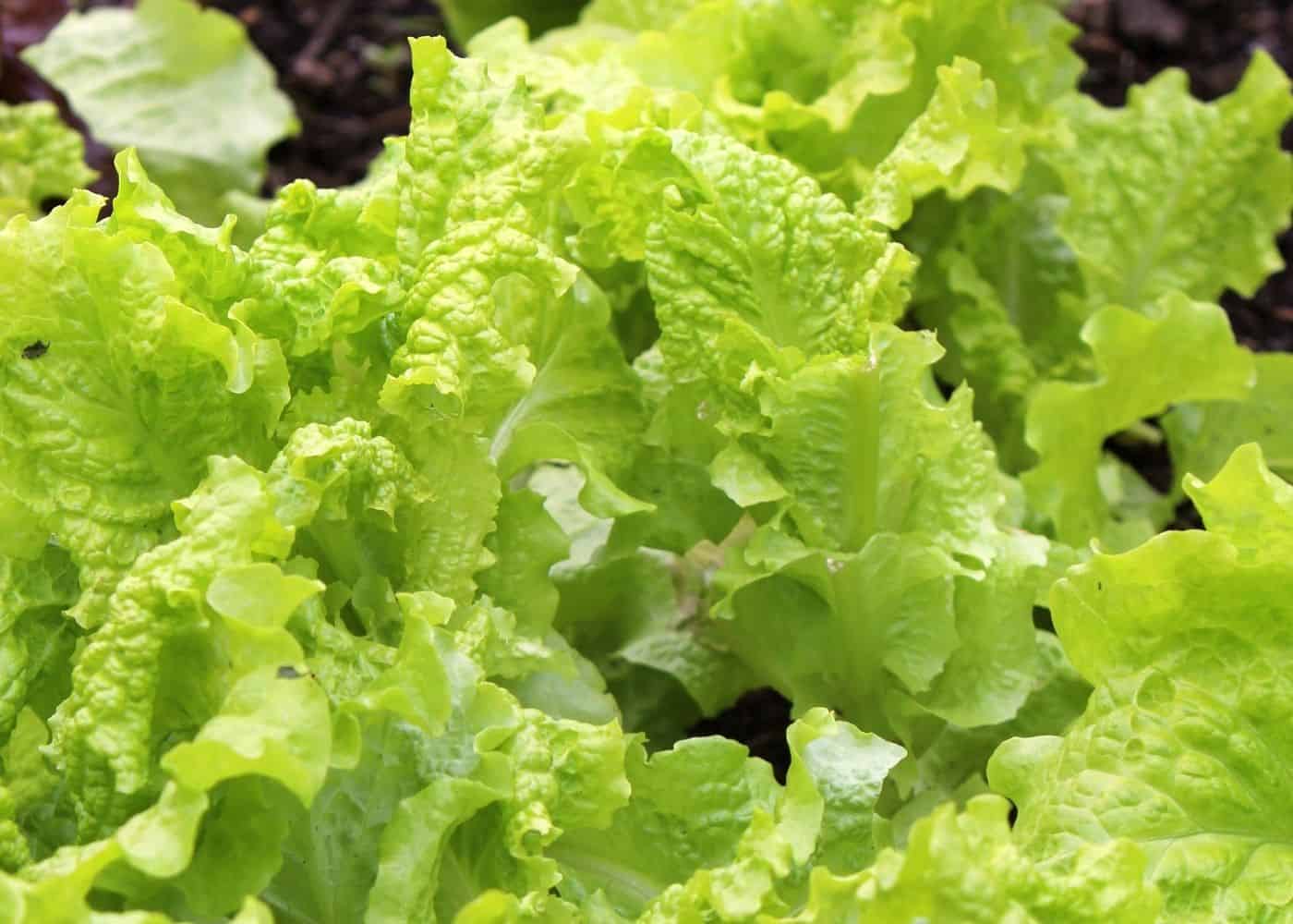 Lettuce- Black Seeded