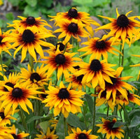 Black Eyed Susan- Rustic Dwarf Mixed