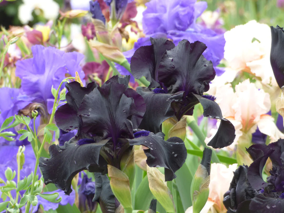 Black Suited Bearded Iris Seeds