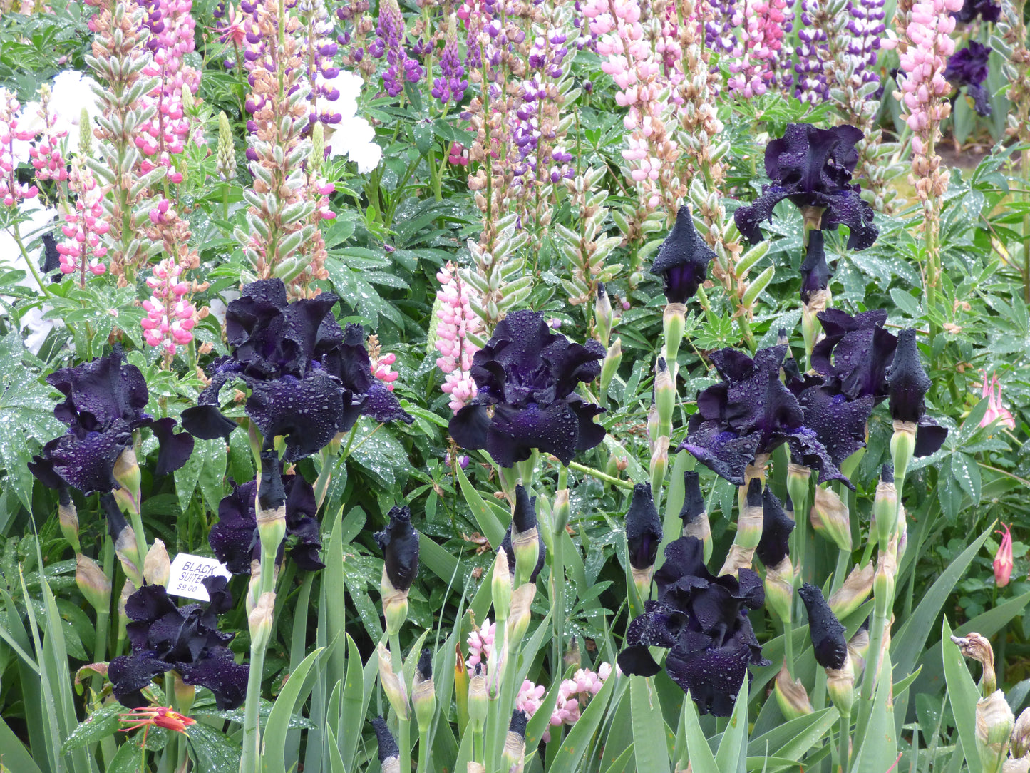 Black Suited Bearded Iris Seeds