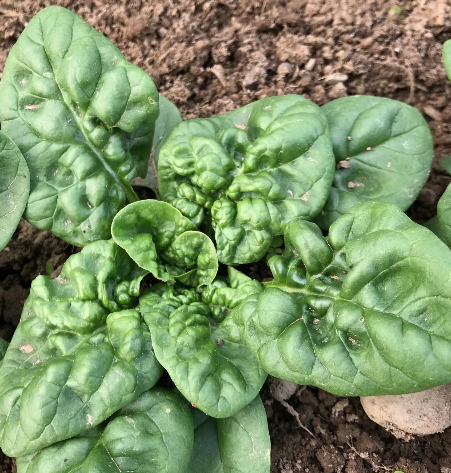 Spinach- Winter Giant