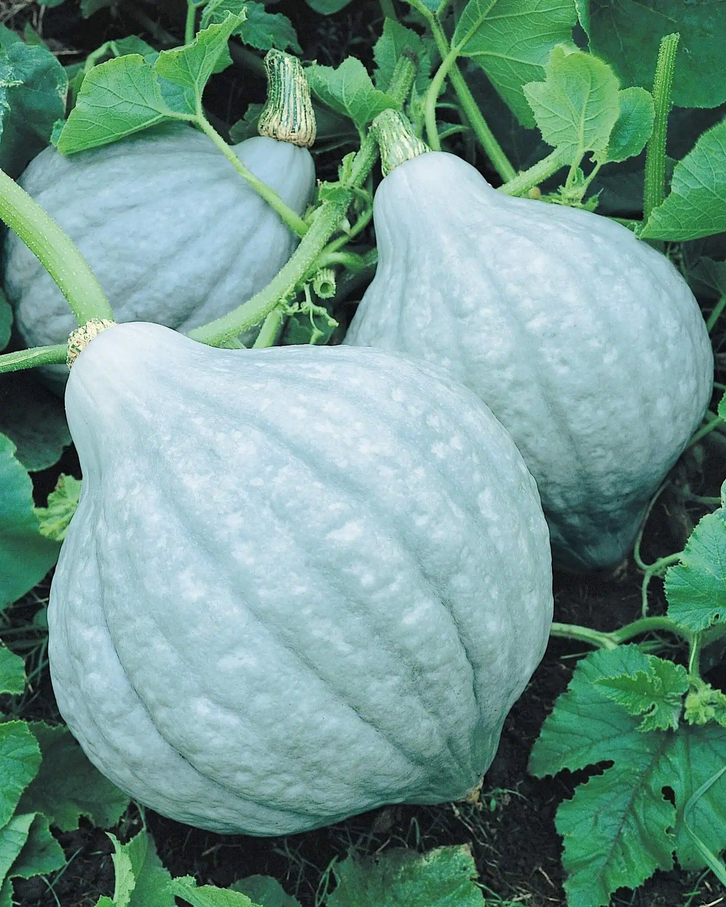 Pumpkin- Blue Hubbard