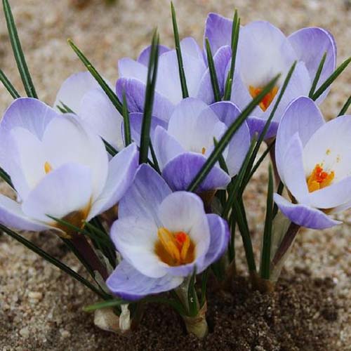 Crocus Van Guard Blue Bulbs