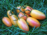 Blush – Organic Tomato Seed