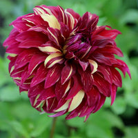 Bohemian Spartacus Dahlia