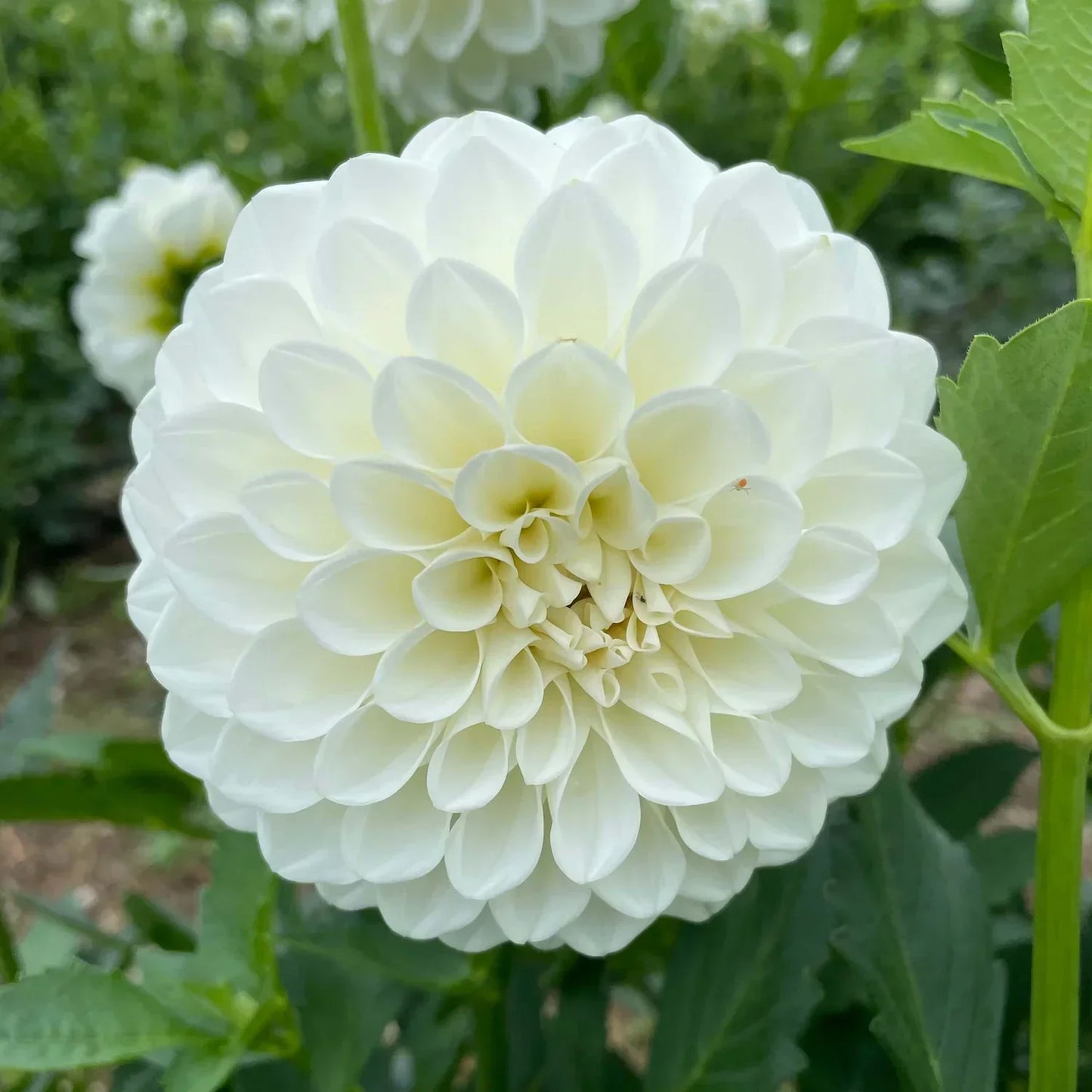 Boom Boom White Dahlia