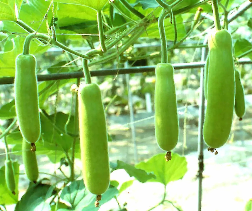 Bottle Gourd Rama Vegetable Seeds