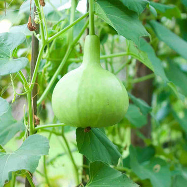 Bottle Gourd Type Latu Vegetable Seeds