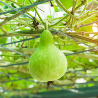 Bottle Gourd Type Latu Vegetable Seeds