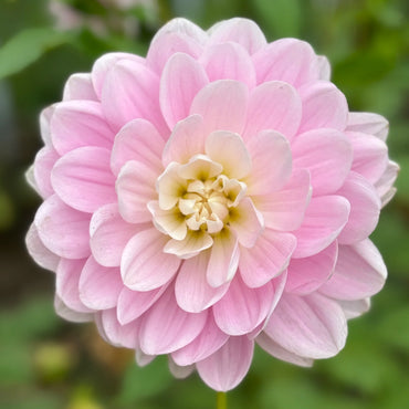 Bracken Ballerina Dahlia