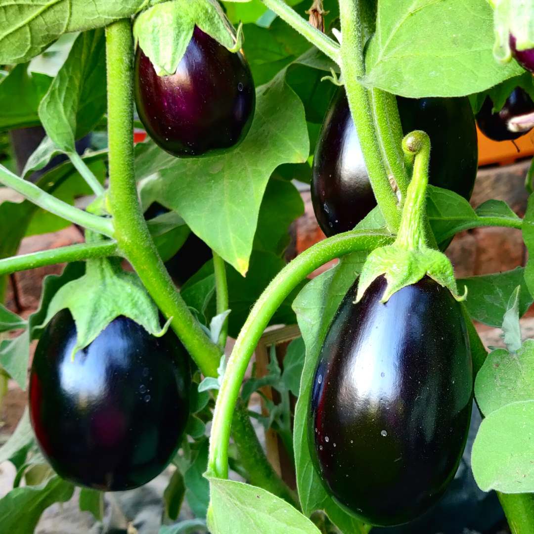 Black Beauty Organic Eggplant Seeds