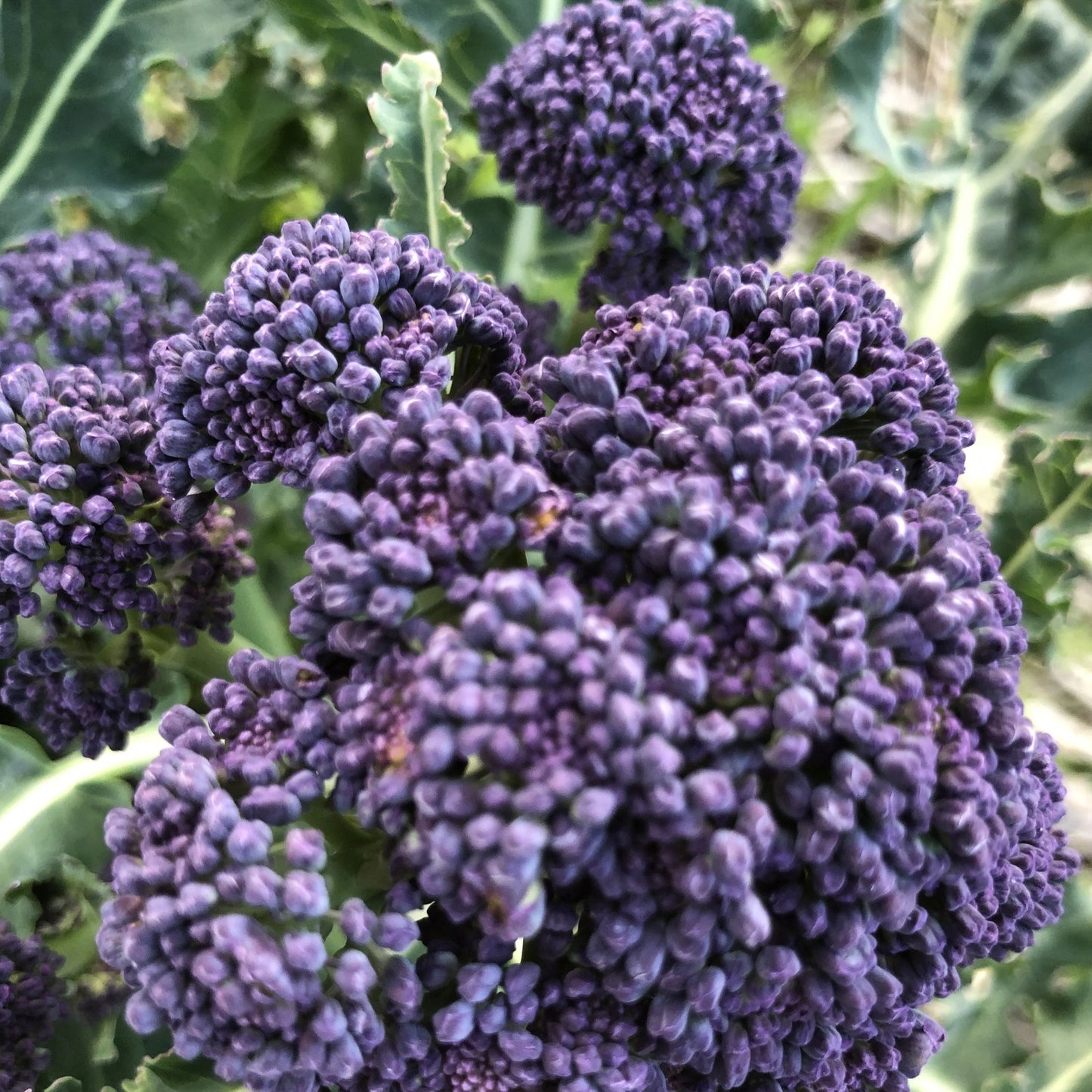 Broccoli- Purple Sprouting