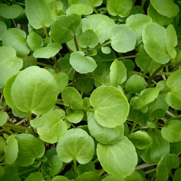 Water Cress