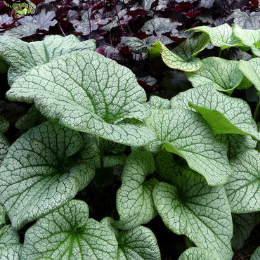 Alexander's Great Siberian Bugloss