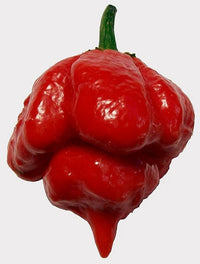 Chilli- Trinidad Scorpion Butch T