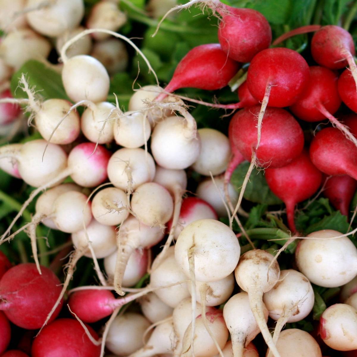 Radish- Confetti Mix