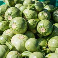 Zucchini- Ronde De Nice