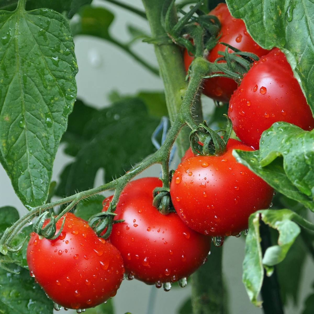 Tomato- Grosse Lisse