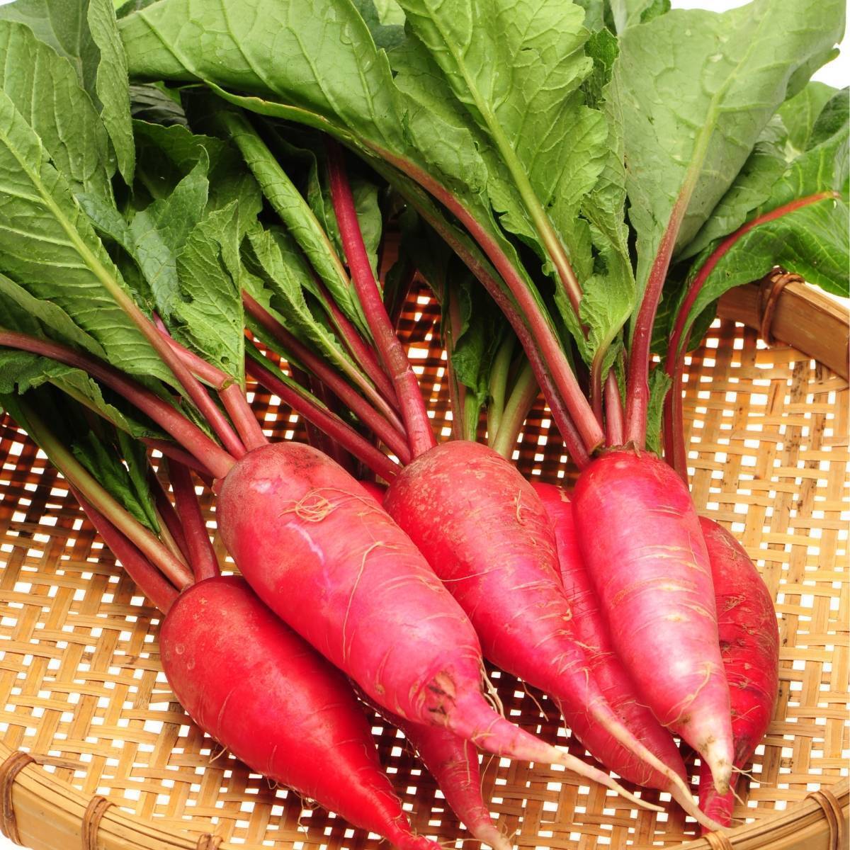 Radish- China Rose