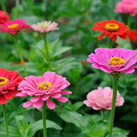 Zinnia- Thumbelina Dwarf Mix