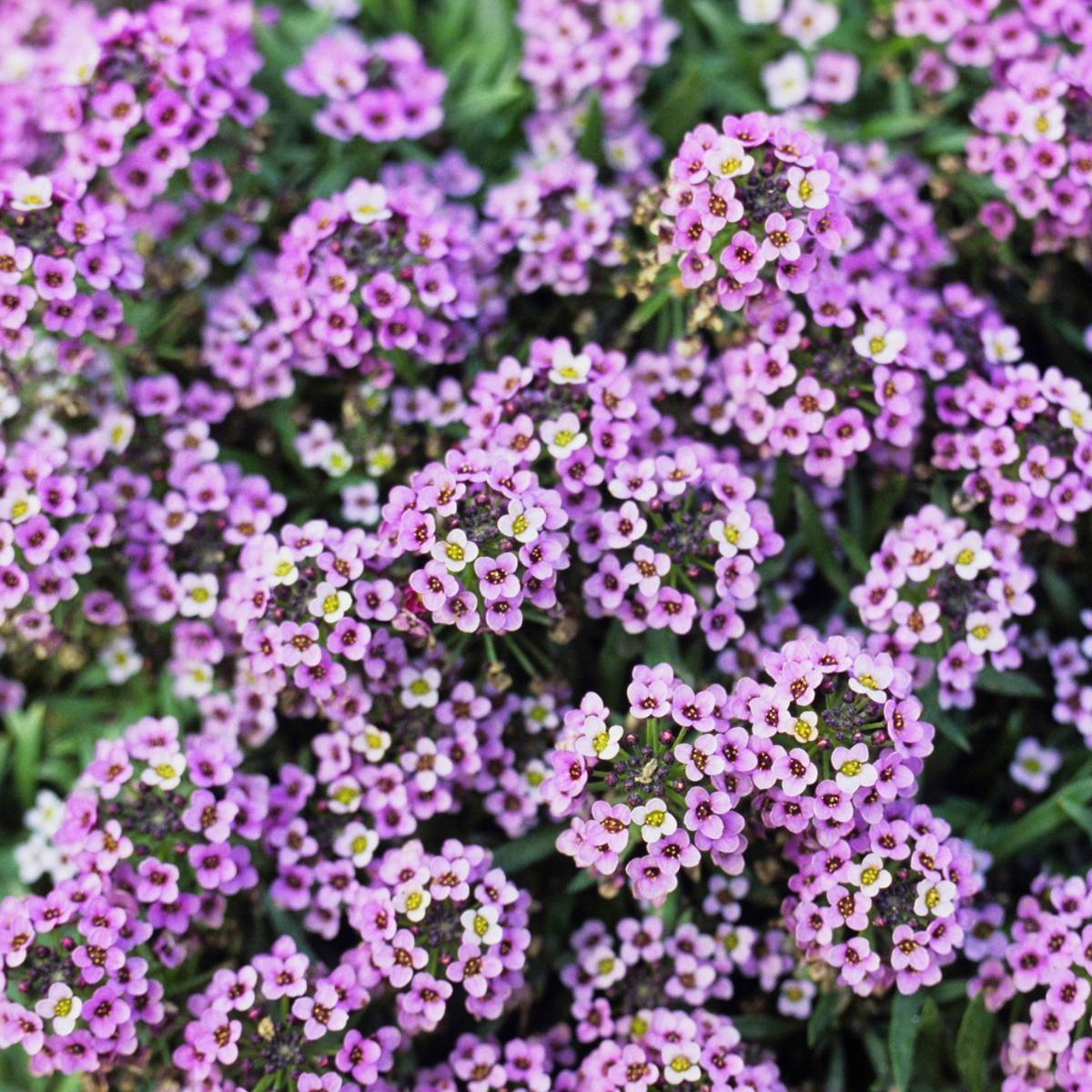 Alyssum- Royal Carpet