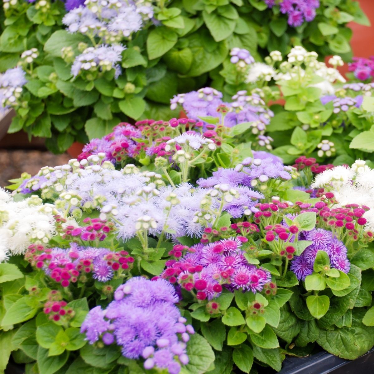 Ageratum- Ball Mix