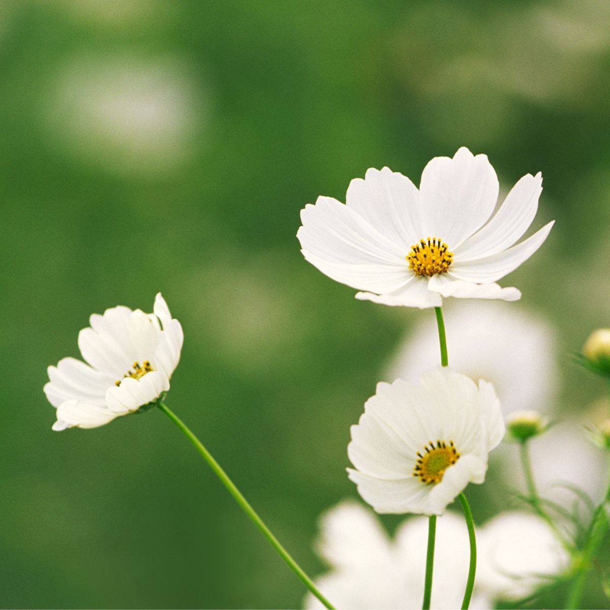 Versailles Flush – Cosmos Seed