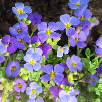 Aubretia Blue