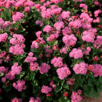 Ageratum- Ball Pink