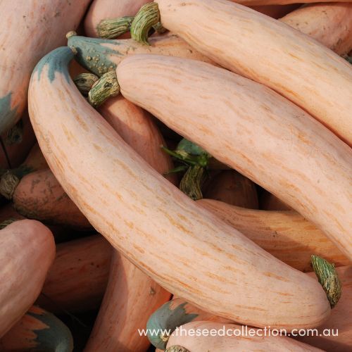 Winter Squash- North Georgia Candy Roaster