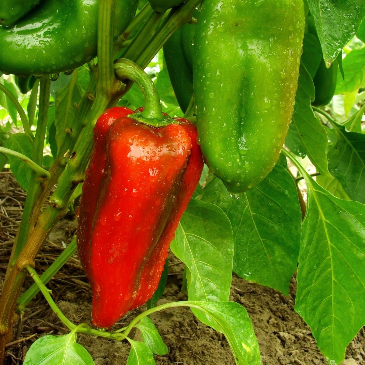 Capsicum- Marconi Red