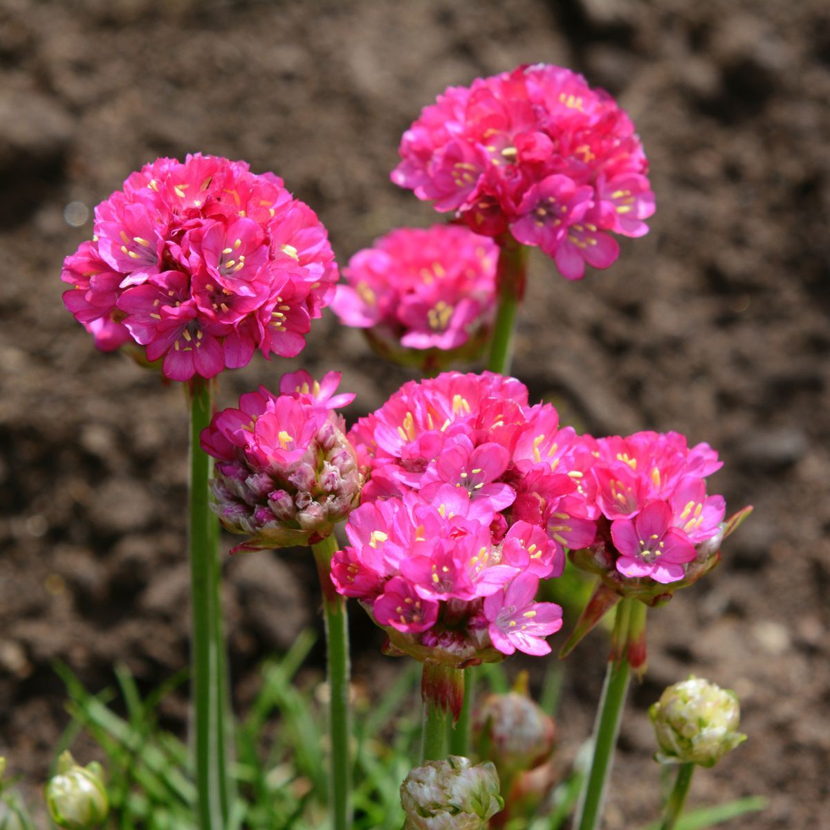 Armeria- Splendens