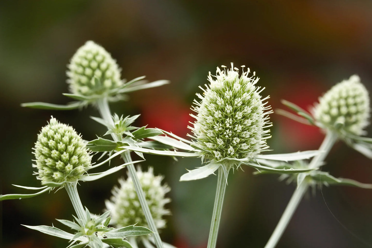 White Glitter – Eryngium Seed