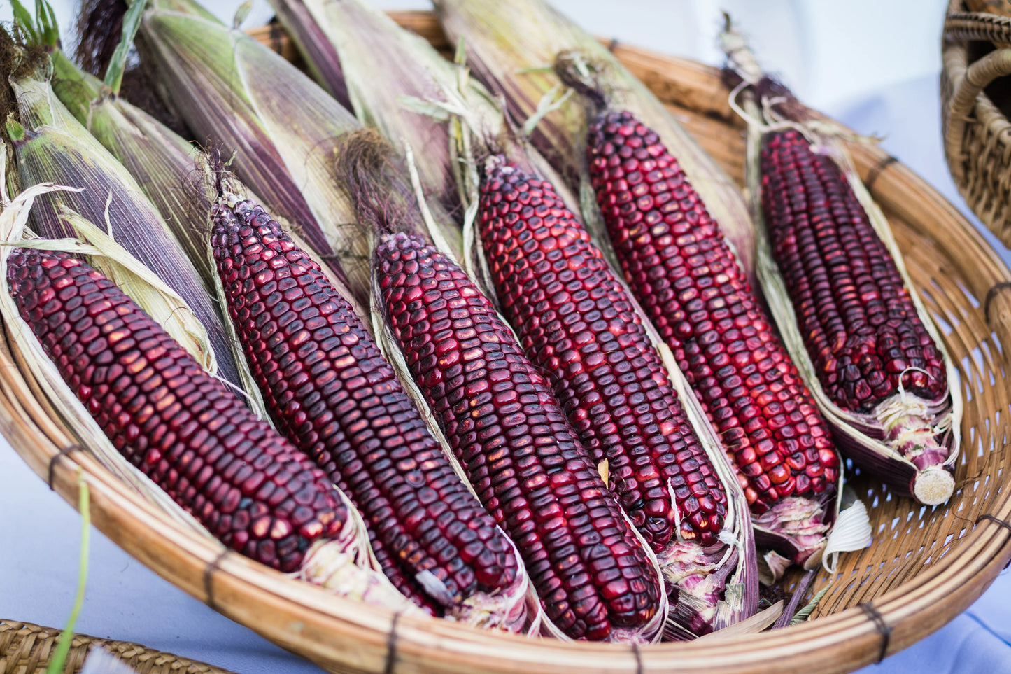 Corn, Maize- Bloody Butcher