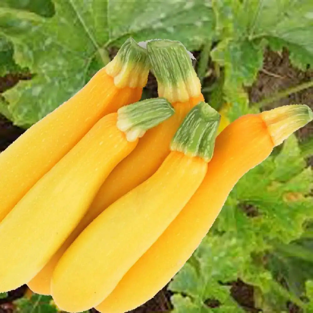 Zucchini- Gold Rush F1