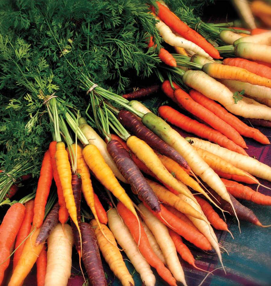 Carrot- Rainbow Mix