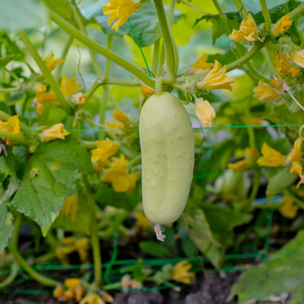 Cucumber- White Wonder