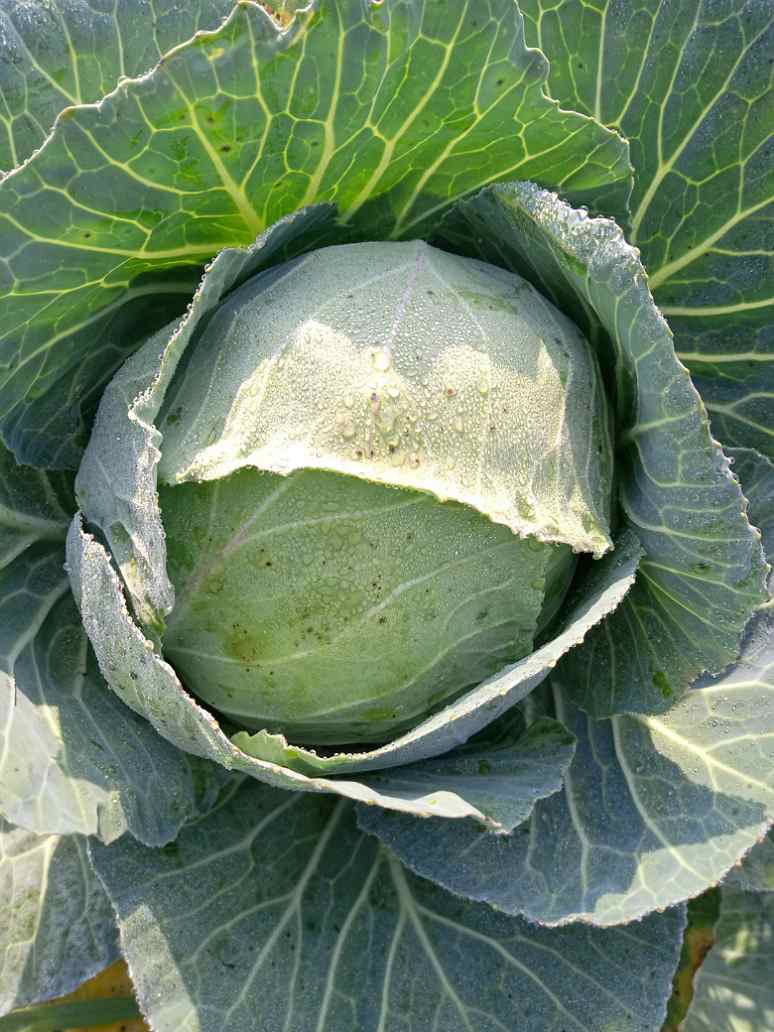 Cabbage Green Ball Vegetable Seeds