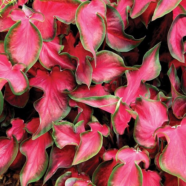 Caladium Dark Red Wine Green Lime Bulbs